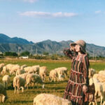 đồi cừu an hoà